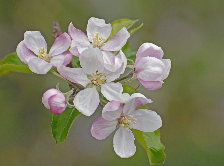 Apfelblüten