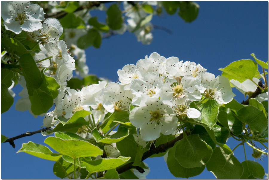 Apfelblüten...