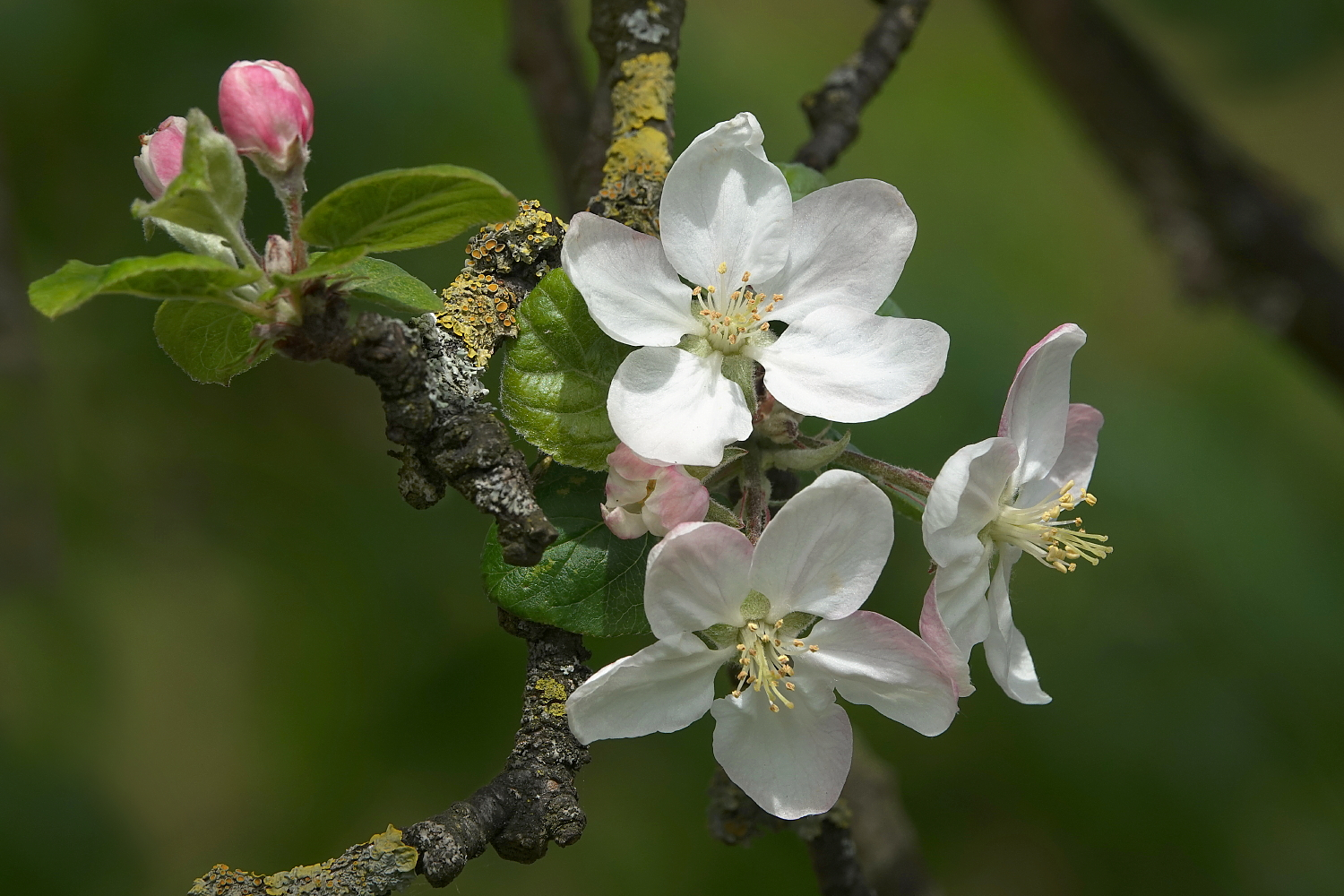 Apfelblüten