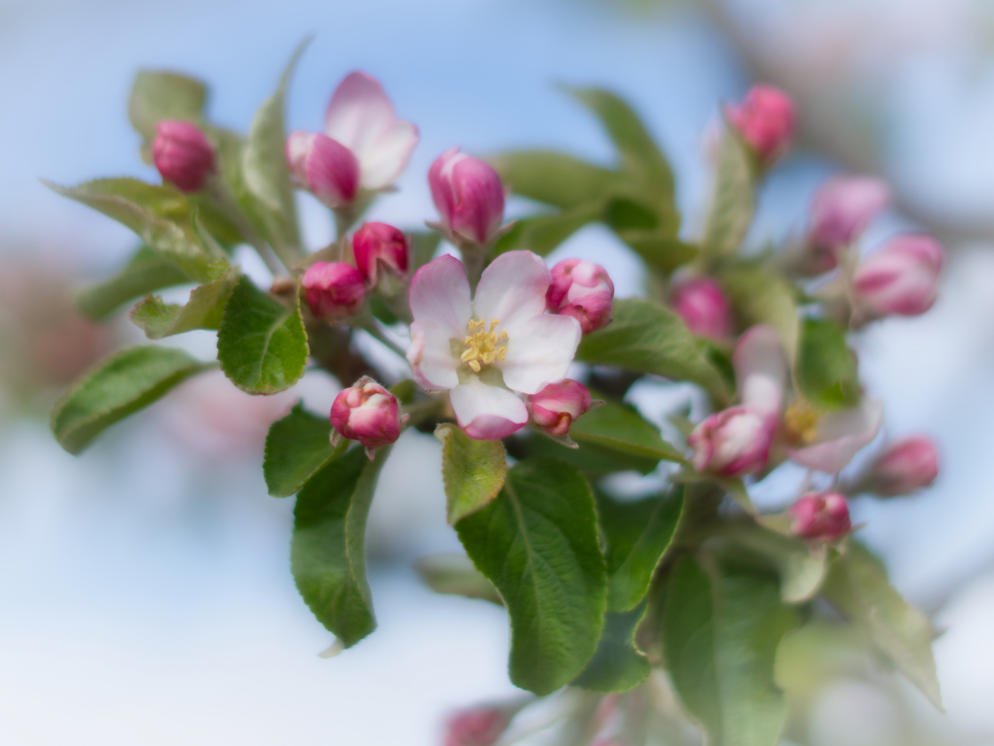 Apfelblüten