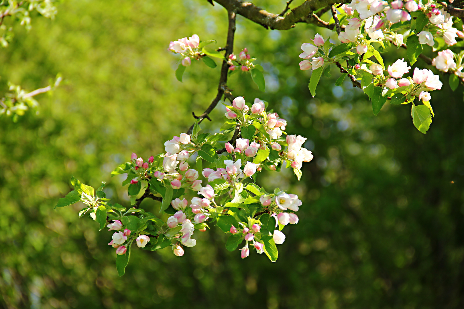 Apfelblüten...