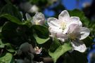 Blatt, Blüte, Frucht