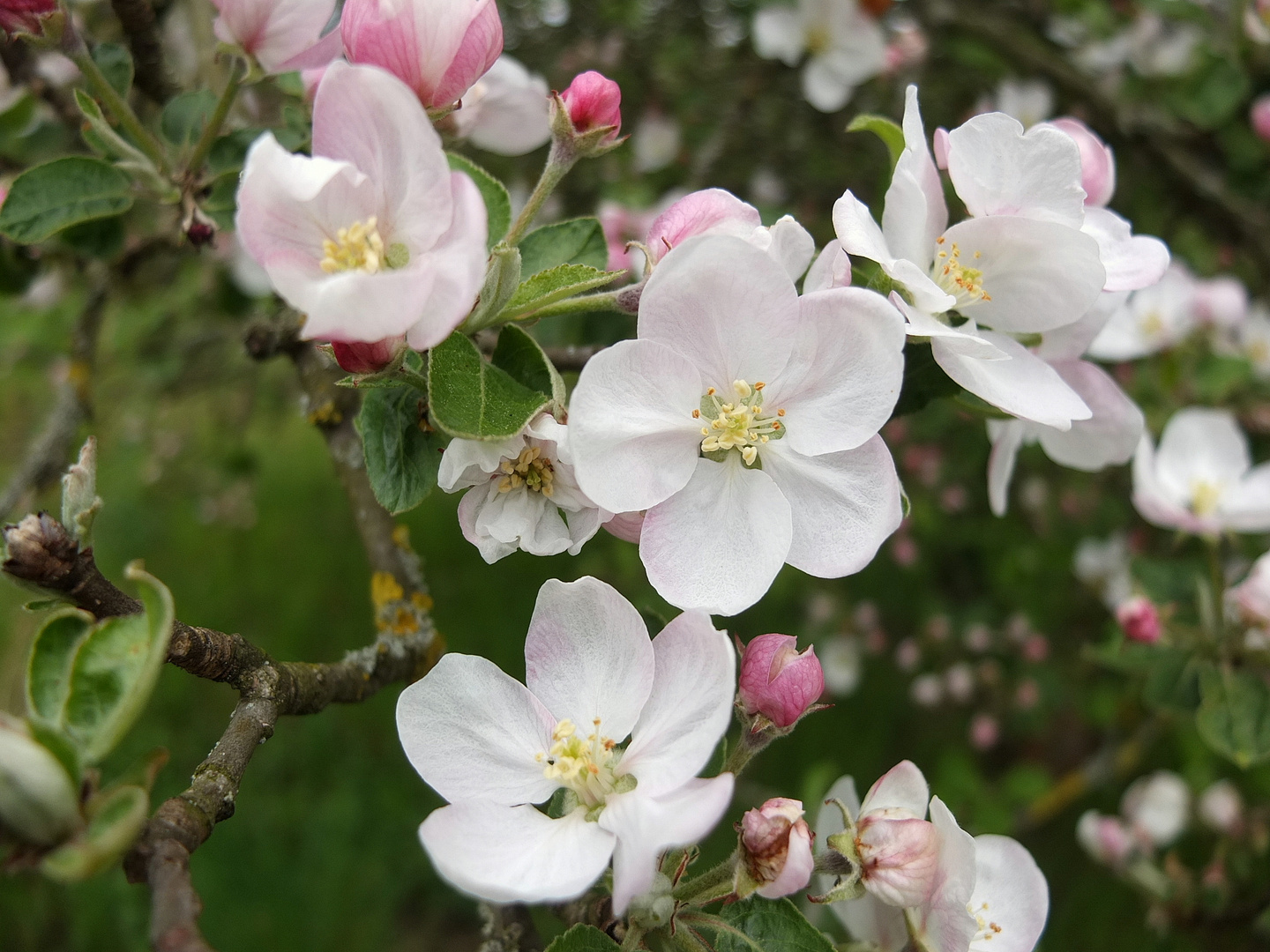 Apfelblüten Foto & Bild | pflanzen, pilze & flechten, bäume ...