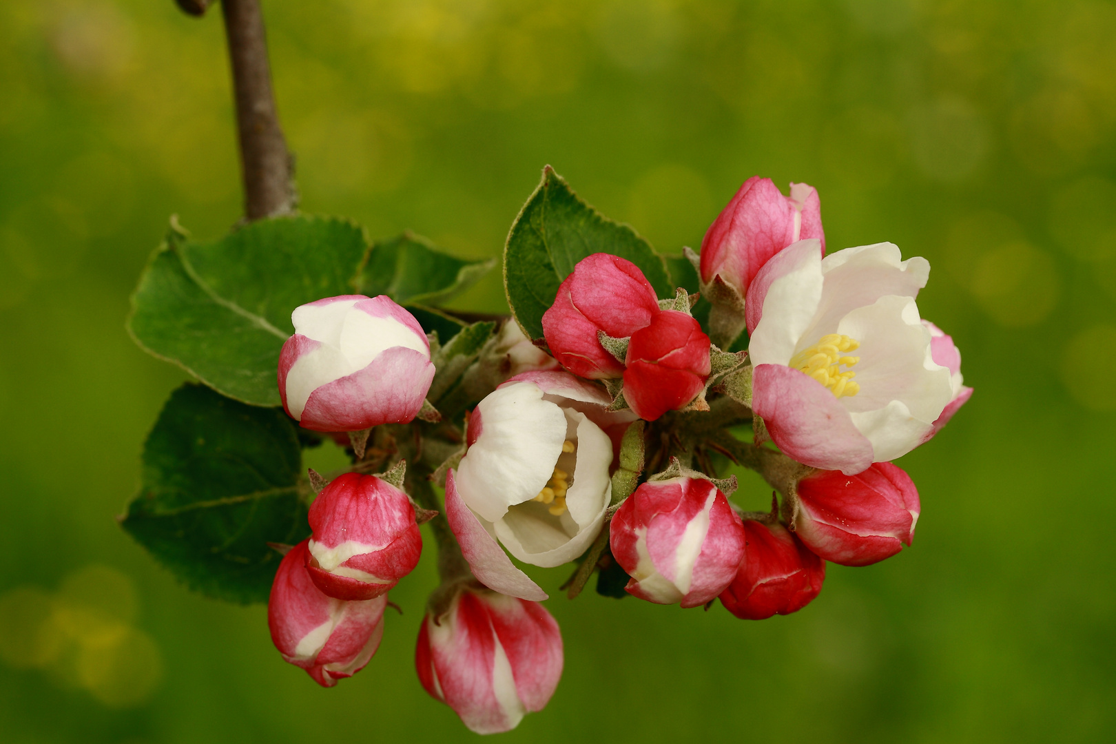 Apfelblüten