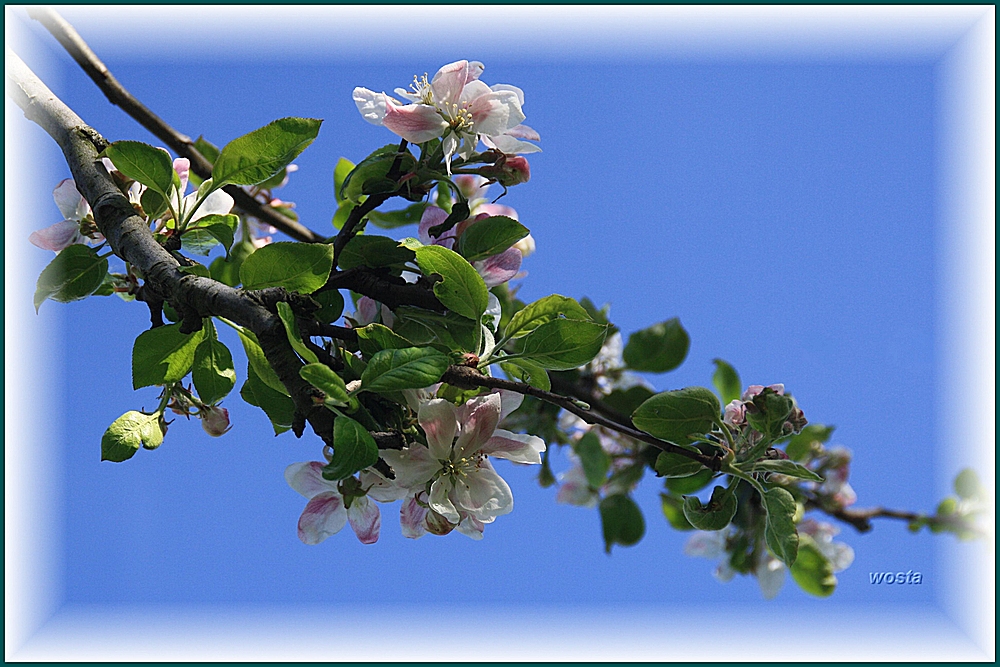 Apfelblüten