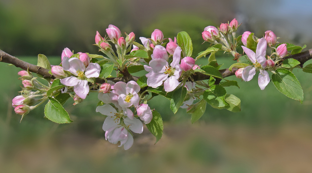 Apfelblüten...