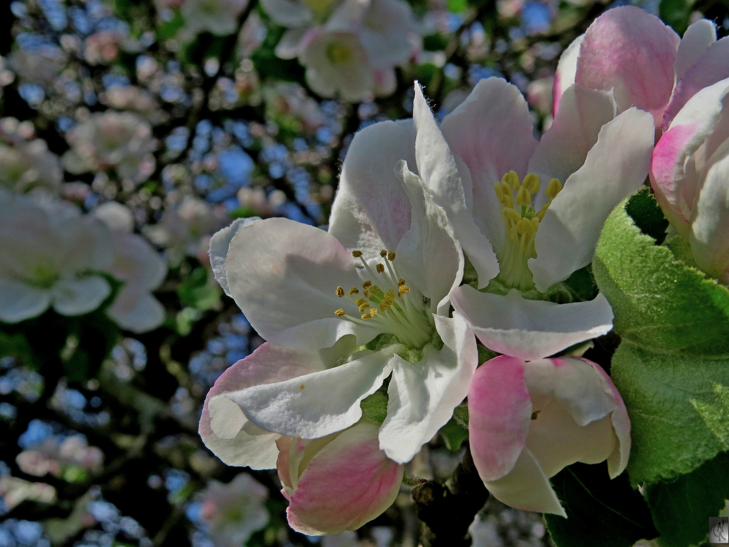 Apfelblüten