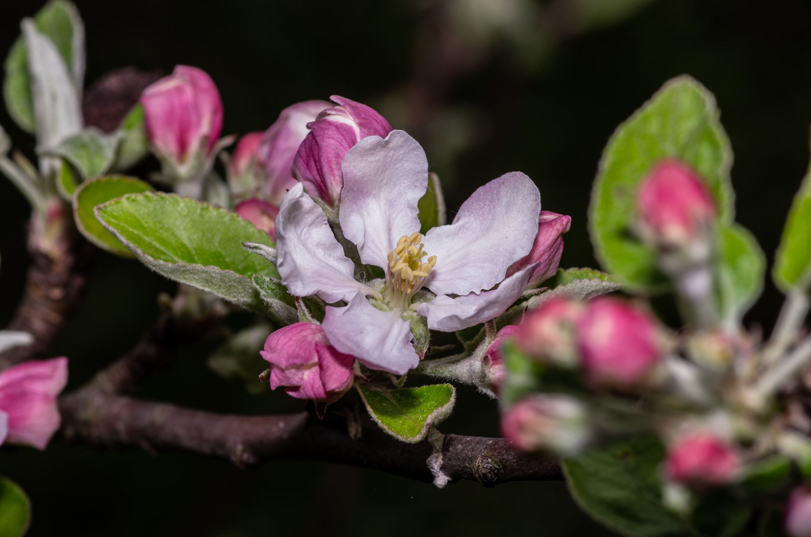 Apfelblüten