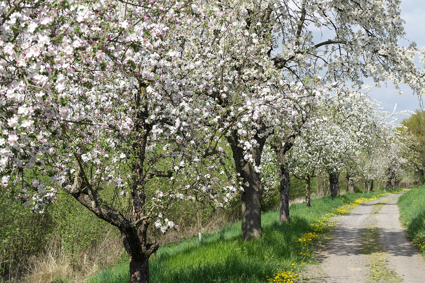 Apfelblüten