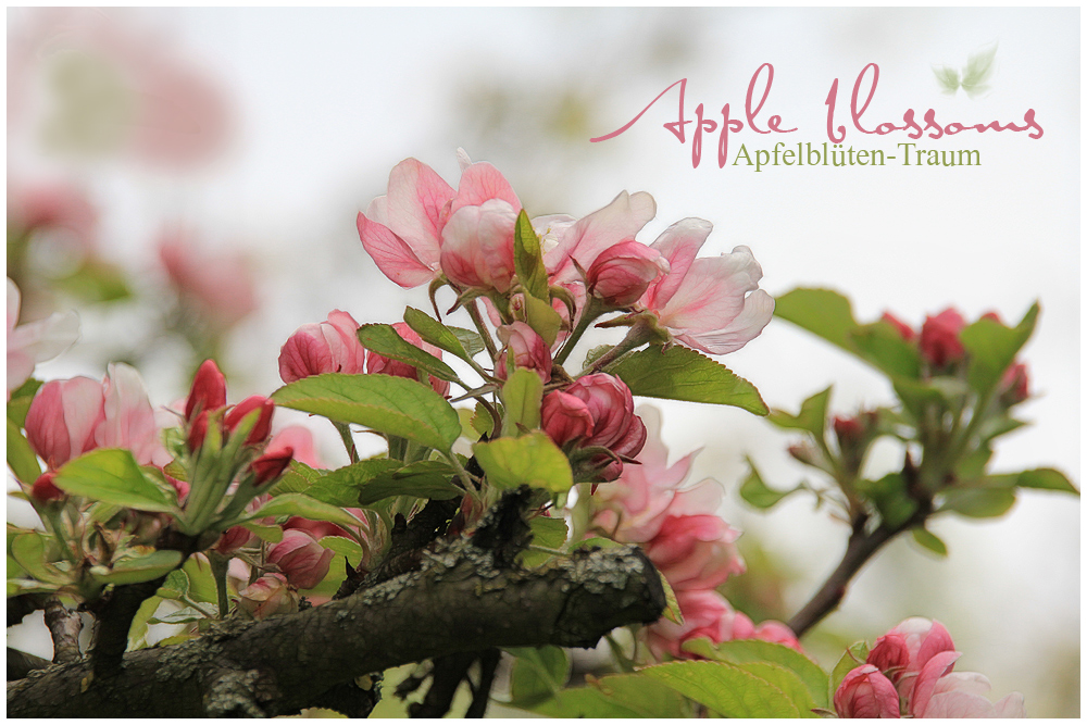 APFELBLÜTEN