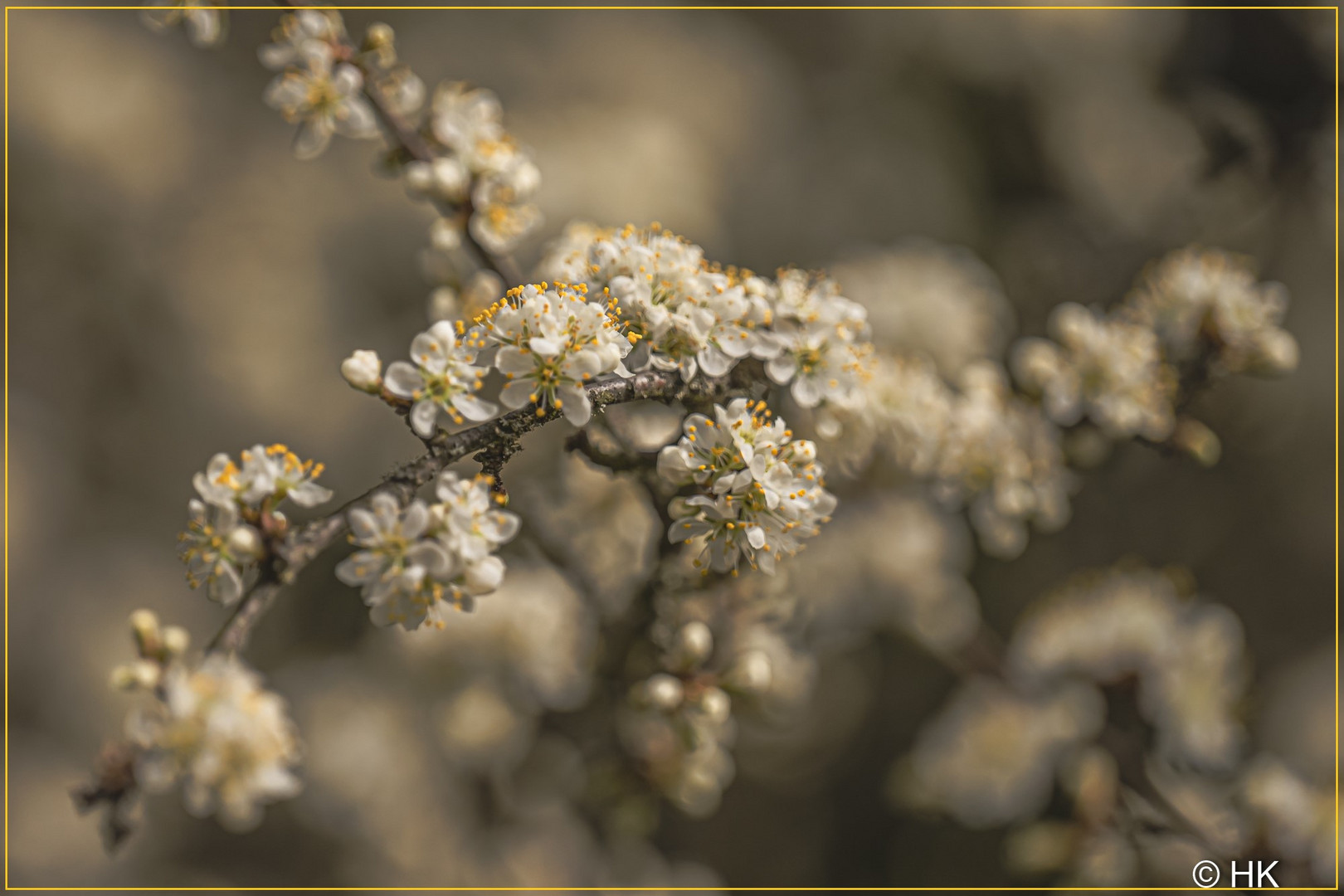 Apfelblüten