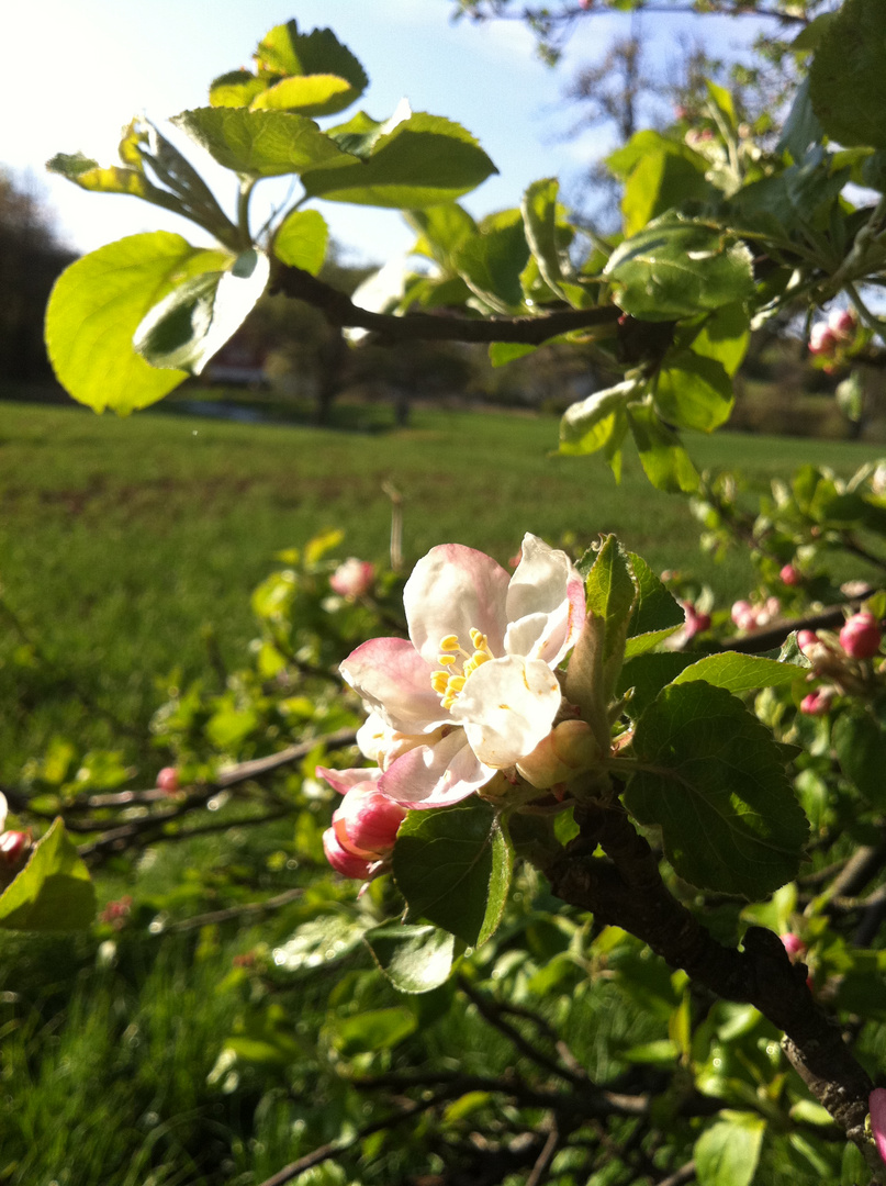 Apfelblüten