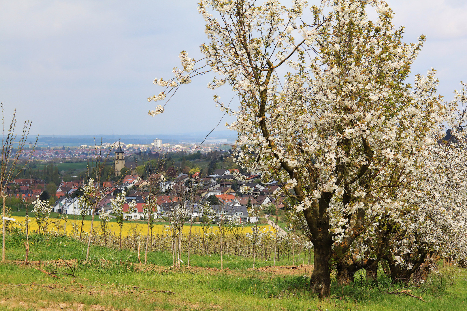 Apfelblüten