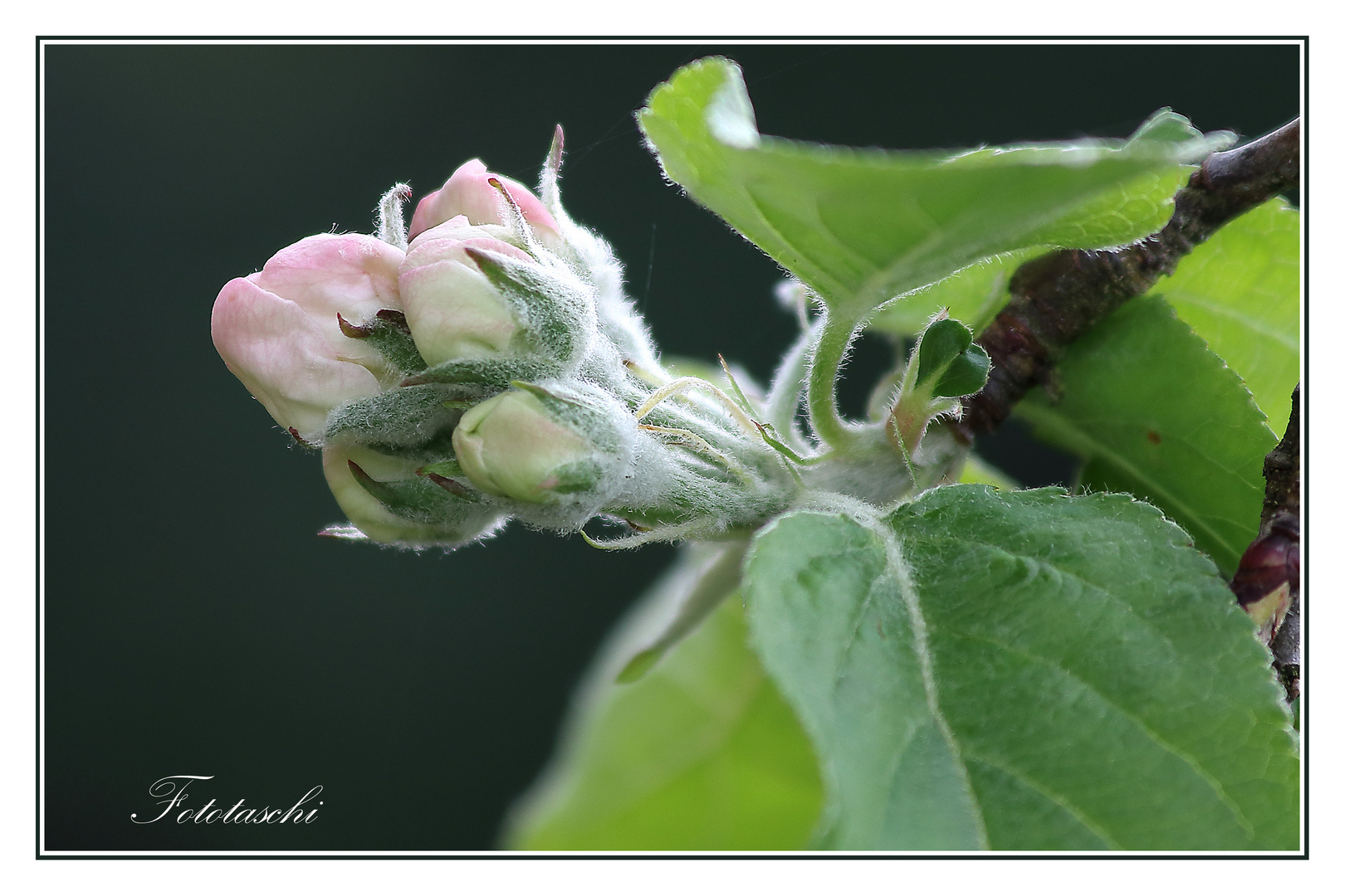 Apfelblüten