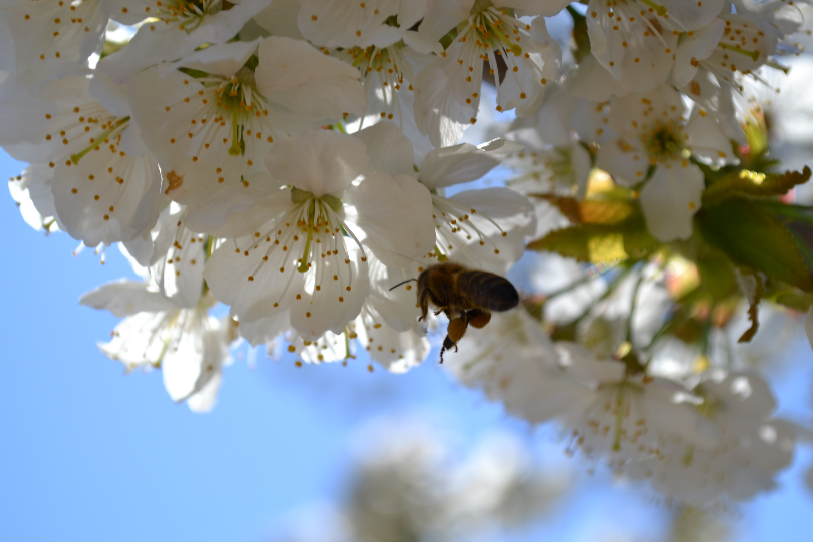 Apfelblüten