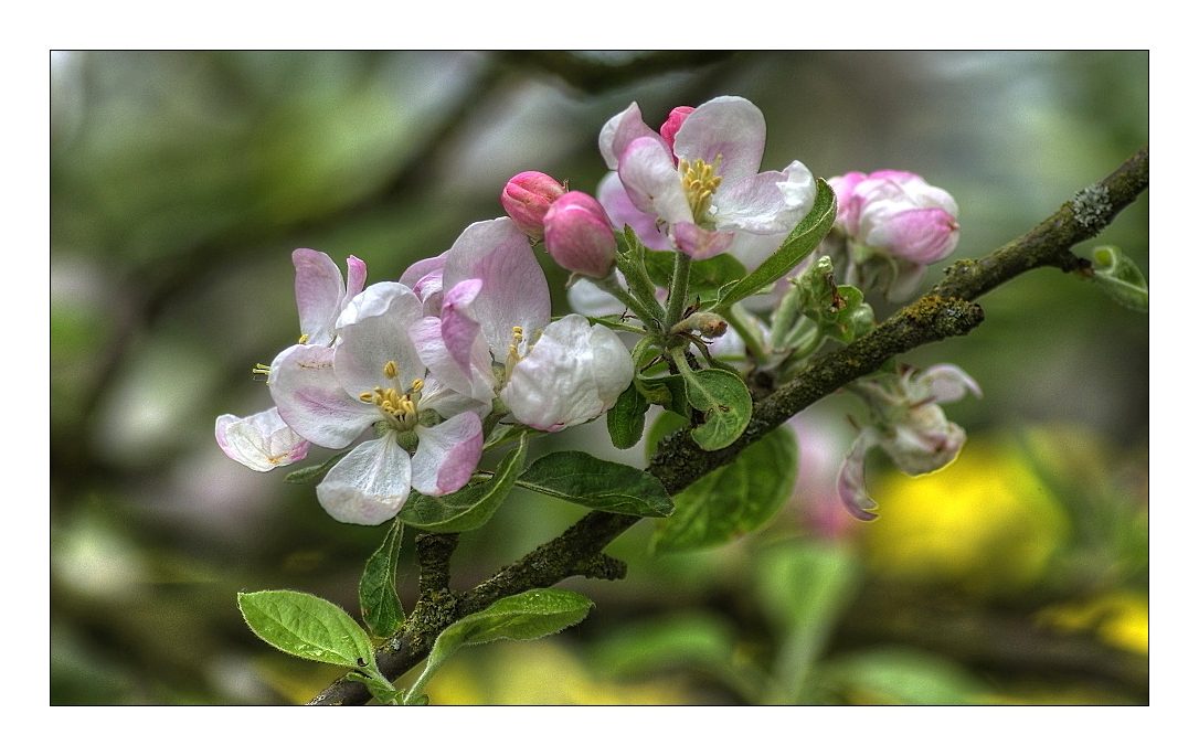 ~~Apfelblüten~~