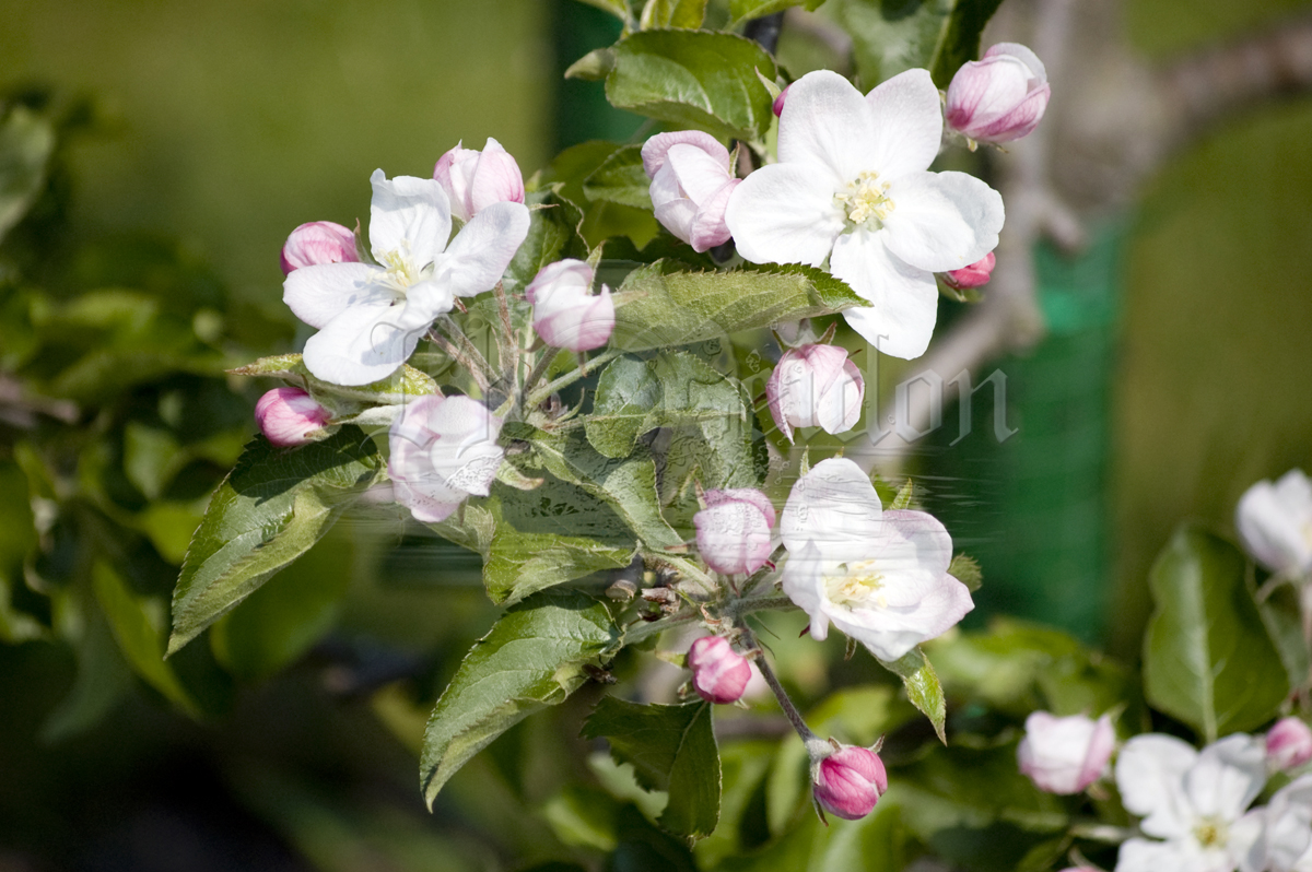 Apfelblüten