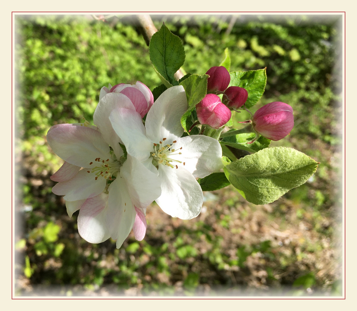 Apfelblüten