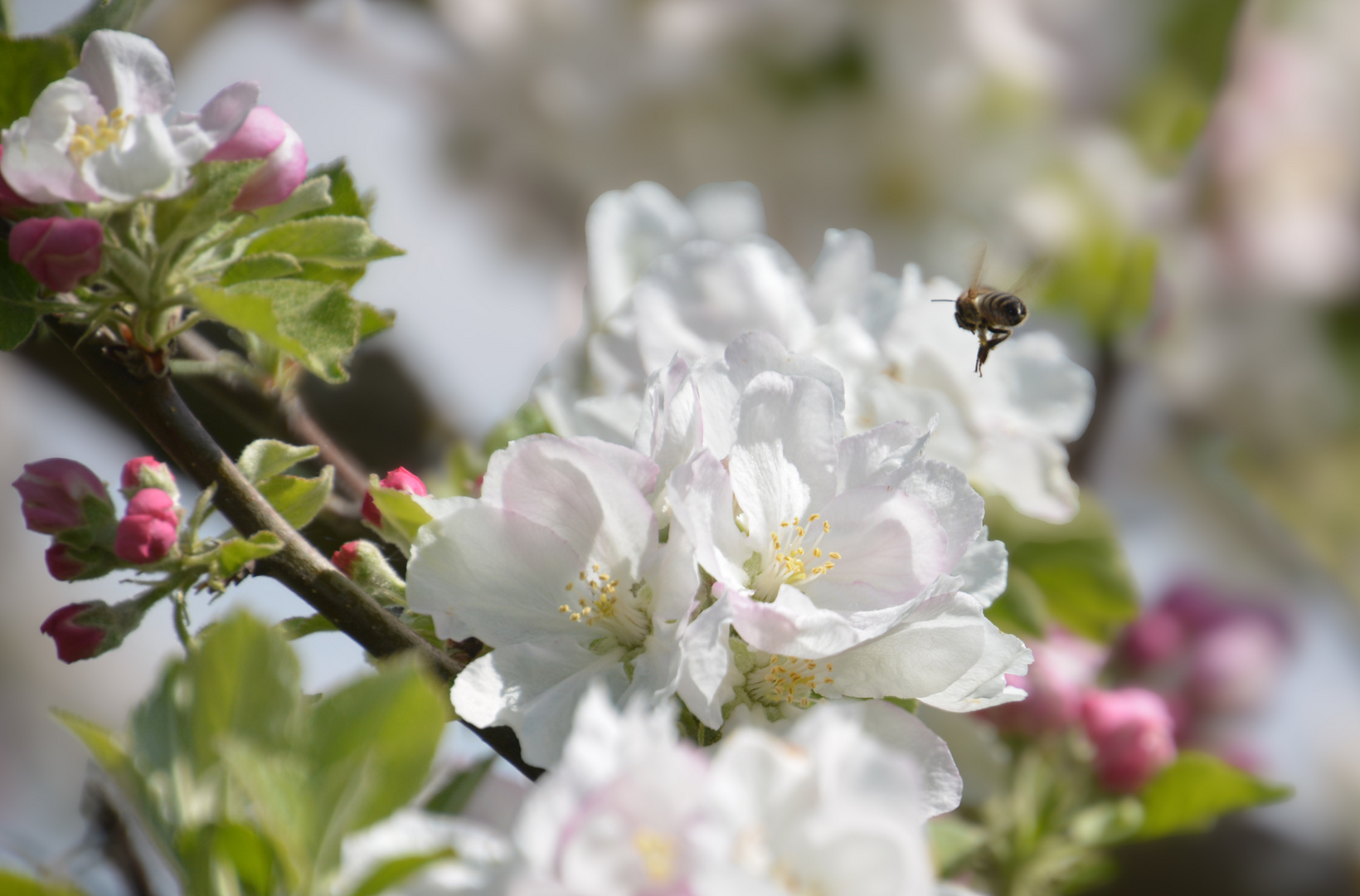 Apfelblüten