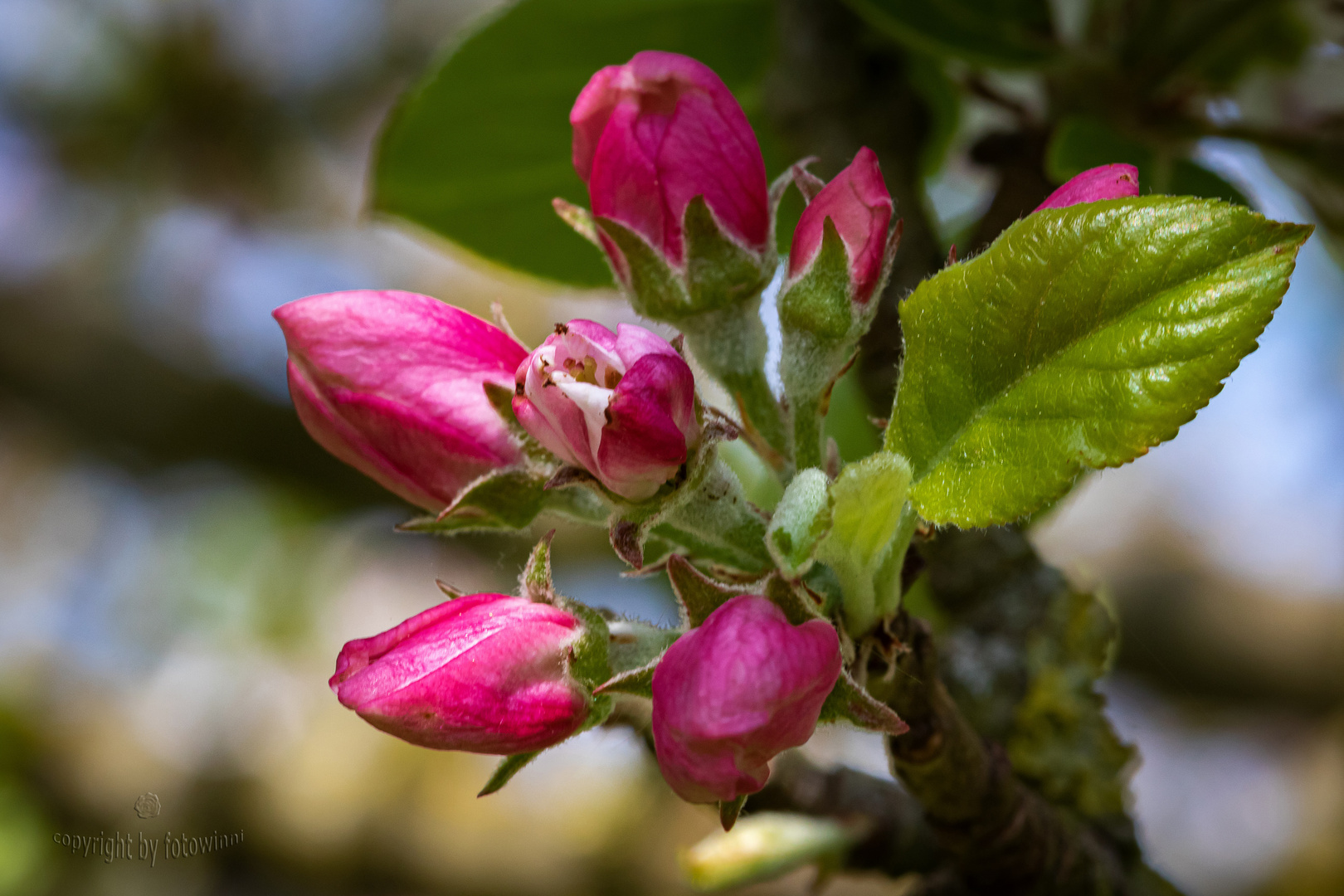 Apfelblüten