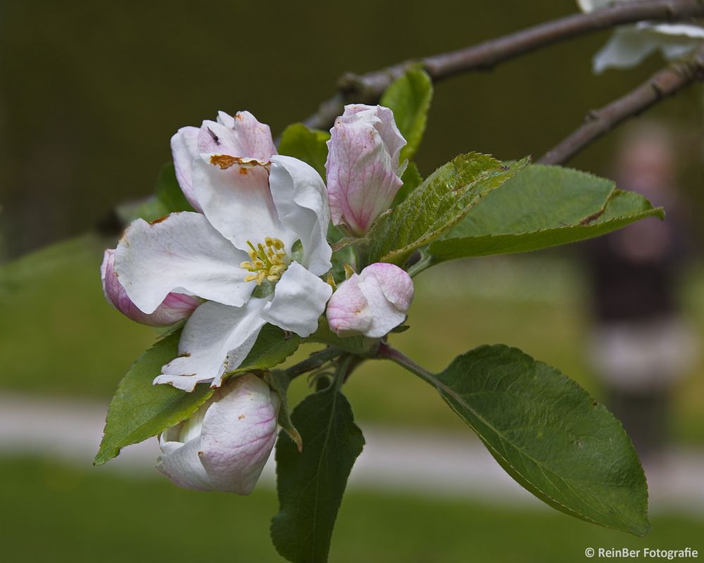 Apfelblüten