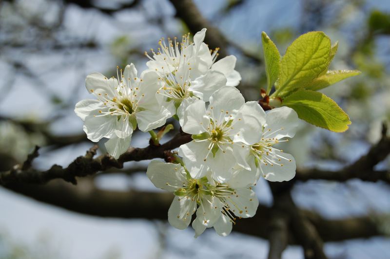 Apfelblüten