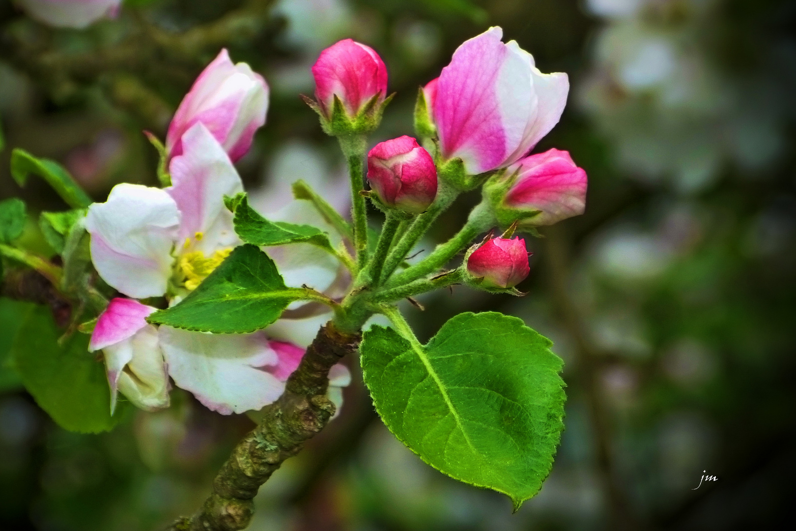 Apfelblüten