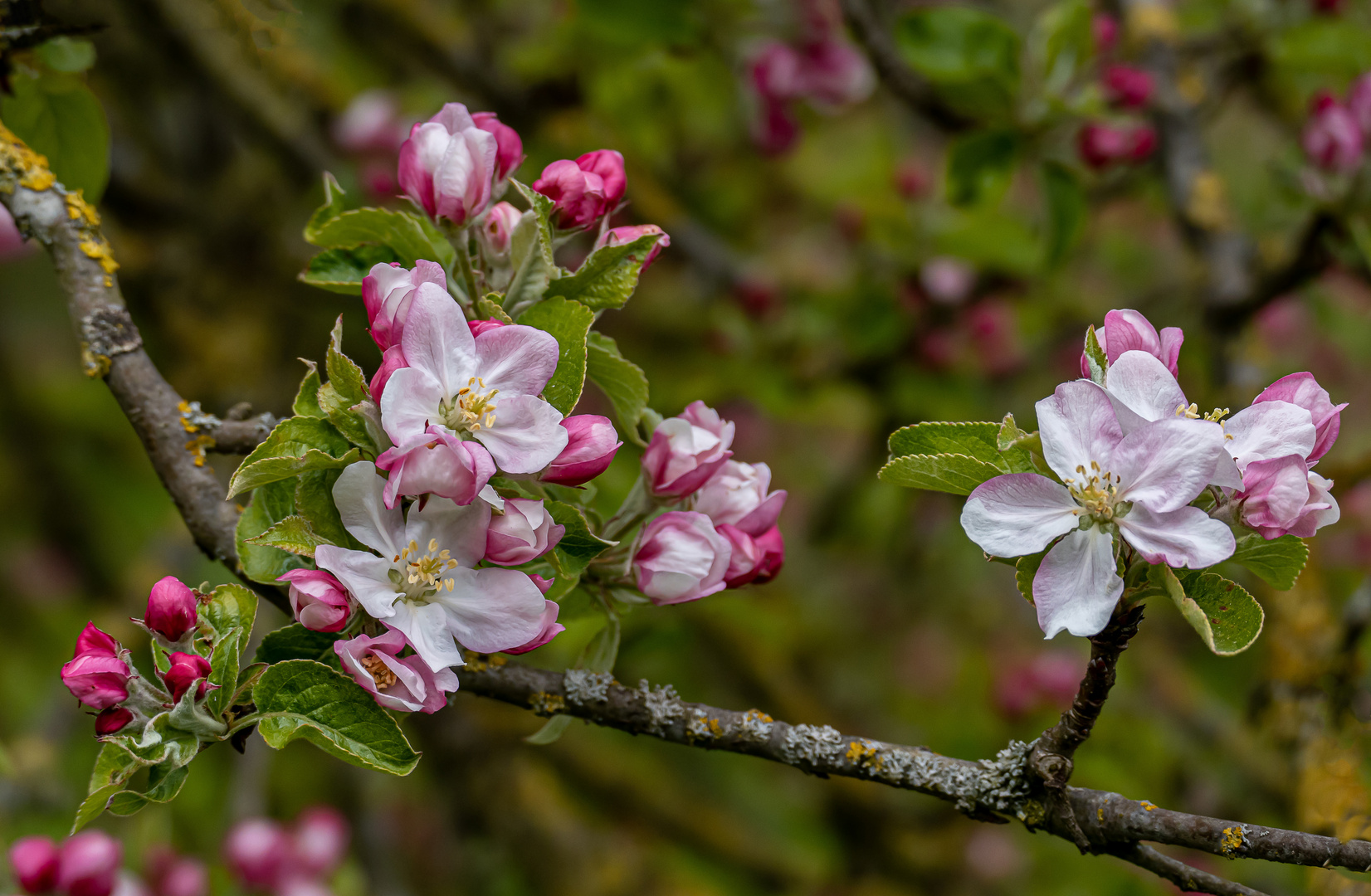 Apfelblüten