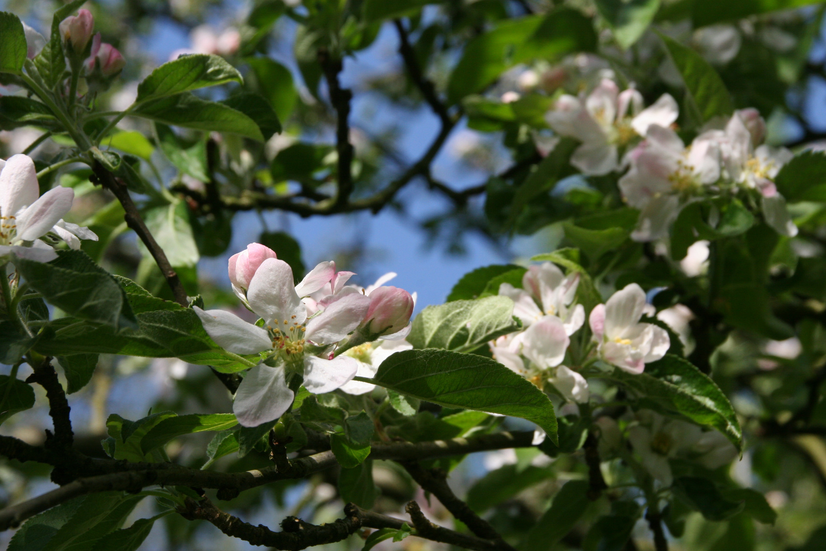 Apfelblüten am Apfelbaum