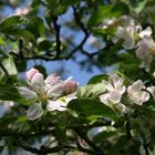 Apfelblüten am Apfelbaum