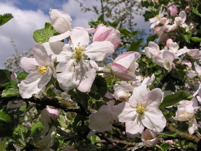 Apfelblüten am Kaiserstuhl