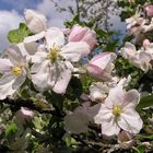 Apfelblüten am Kaiserstuhl