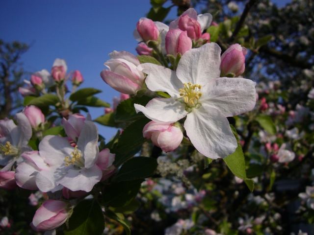 Apfelblüten am Morgen