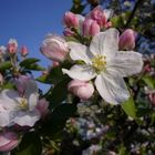 Apfelblüten am Morgen