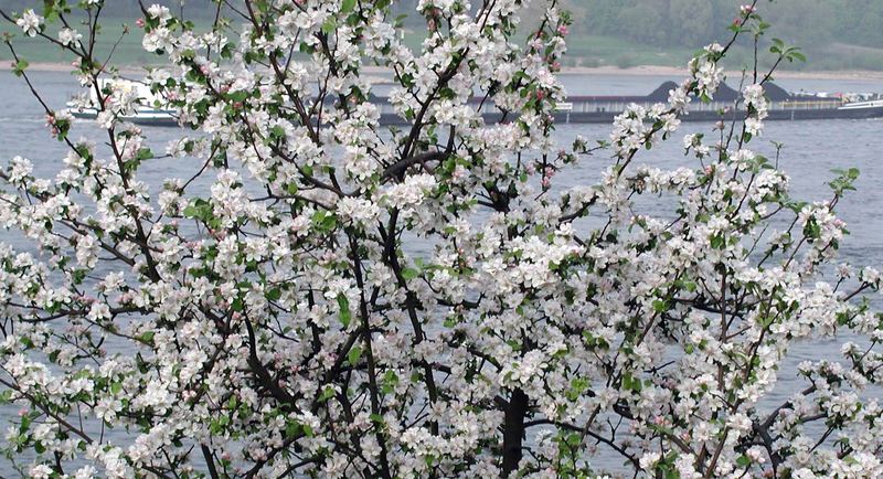 Apfelblüten am Rhein