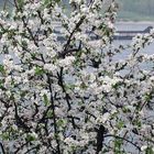 Apfelblüten am Rhein