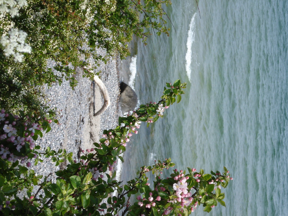 Apfelblüten an der Ostsee