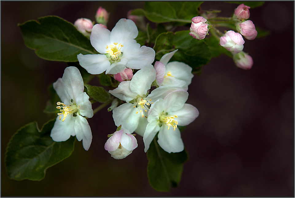 Apfelblüten aus meinem Garten...