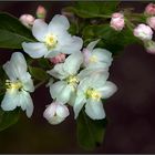 Apfelblüten aus meinem Garten...