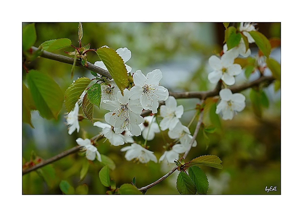 Apfelblüten