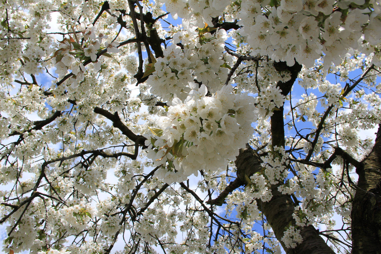 Apfelblüten