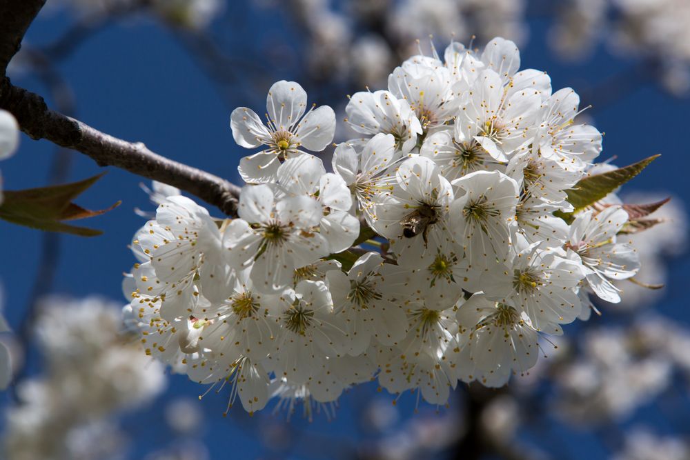 Apfelblüten