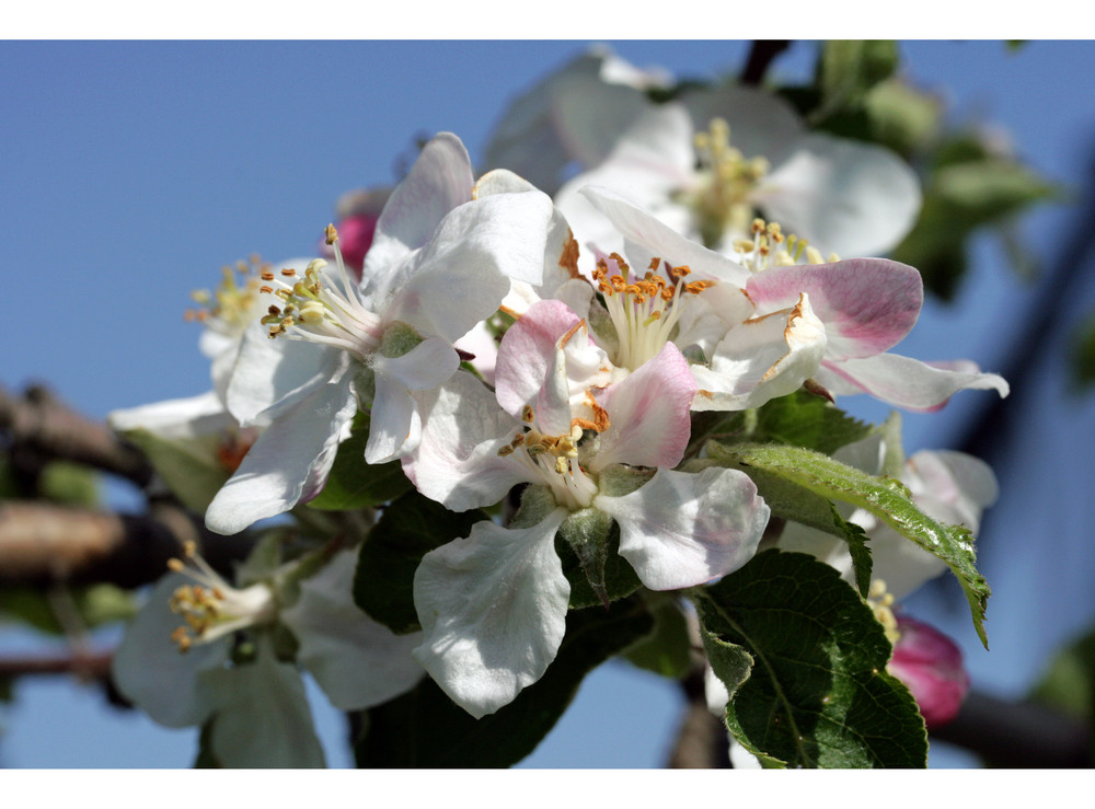 Apfelblüten