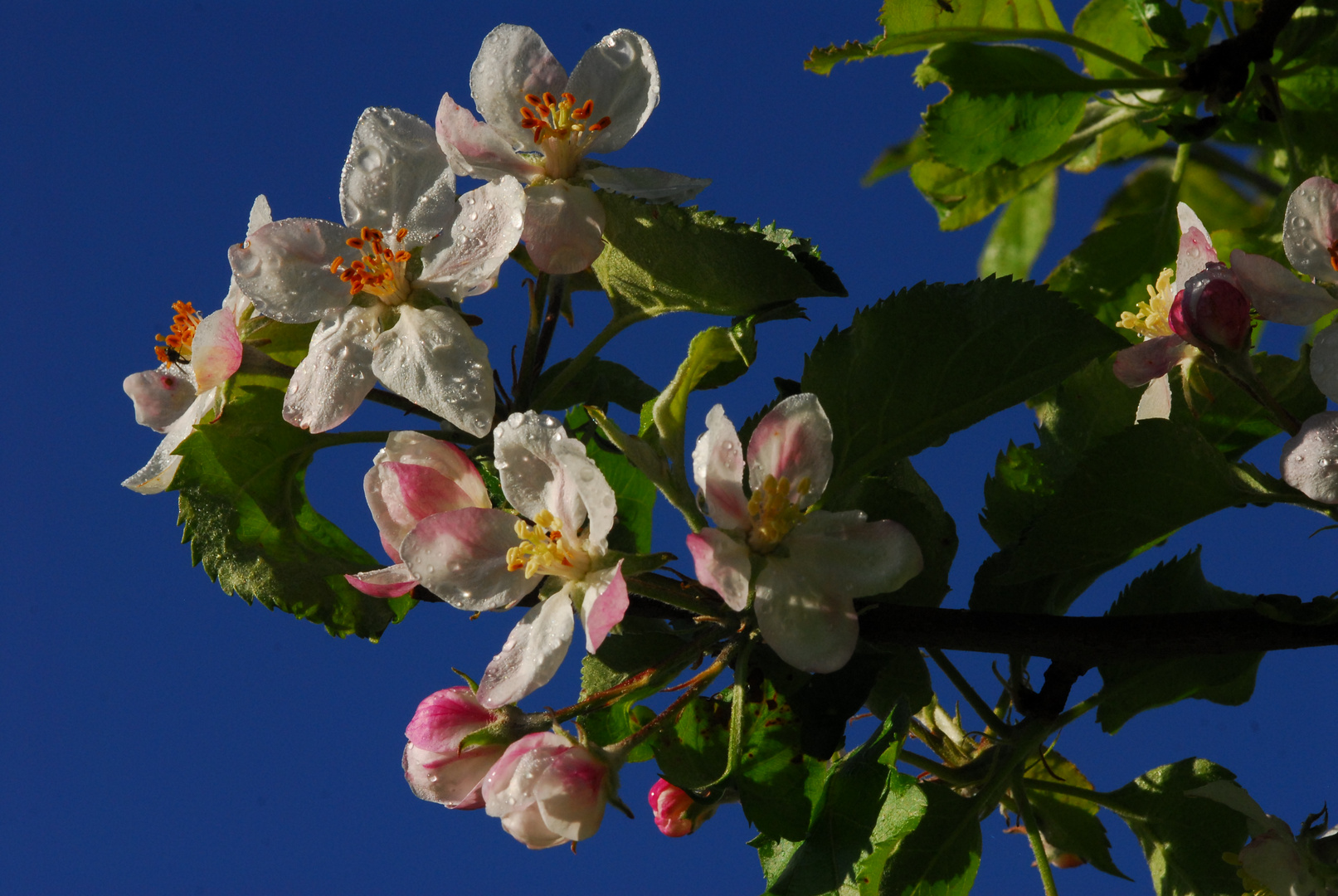 Apfelblüten