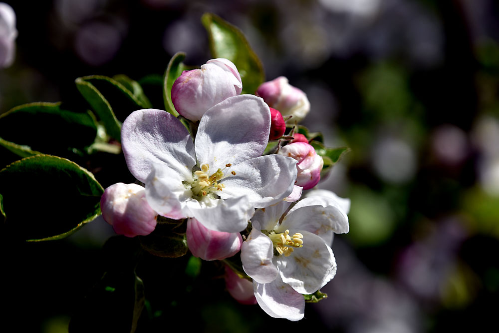 Apfelblüten