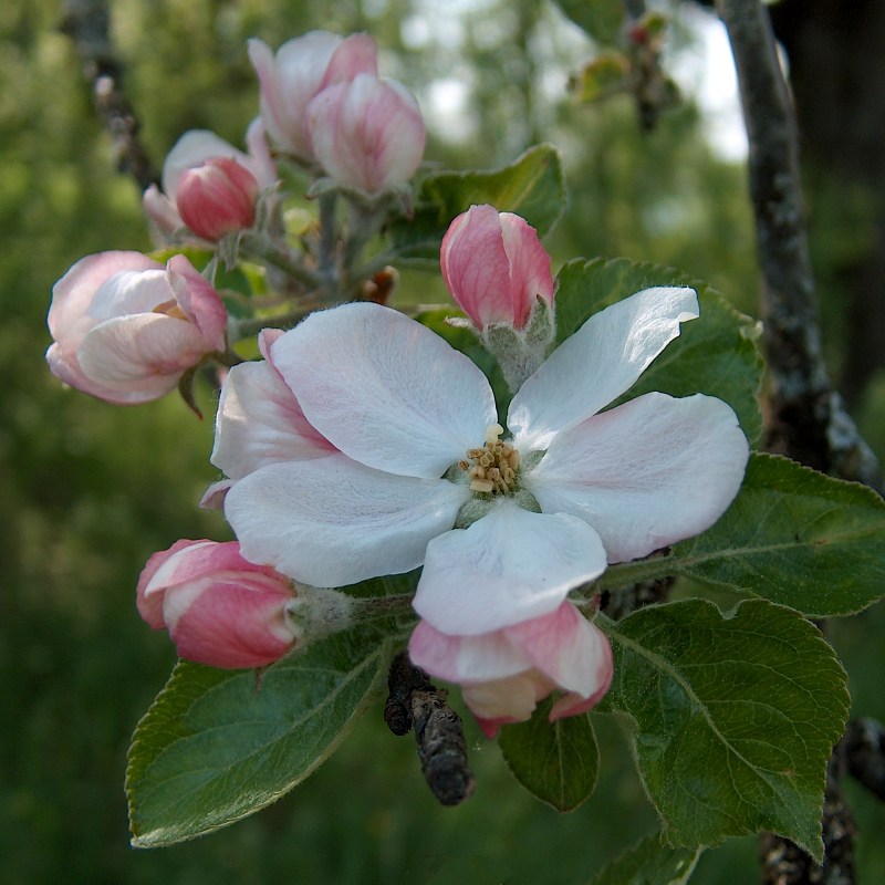 Apfelblüten