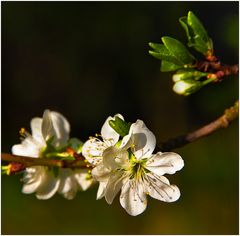 Apfelblüten ...