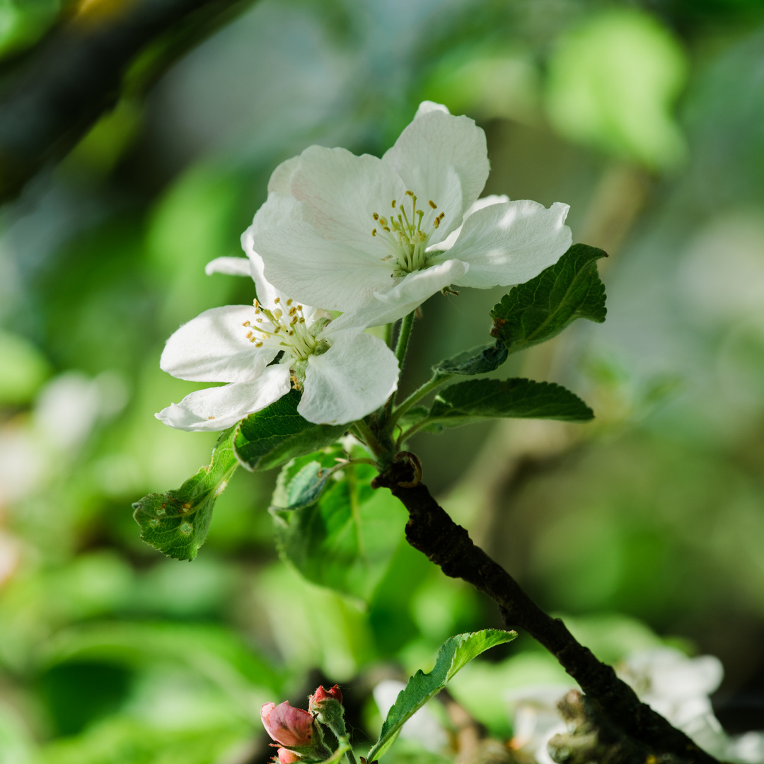 Apfelblüten bei Bensheim 13 2020