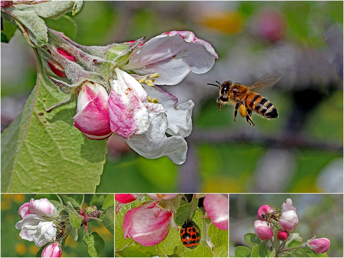 Apfelblüten-Besucher