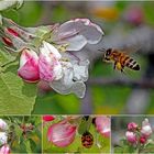 Apfelblüten-Besucher